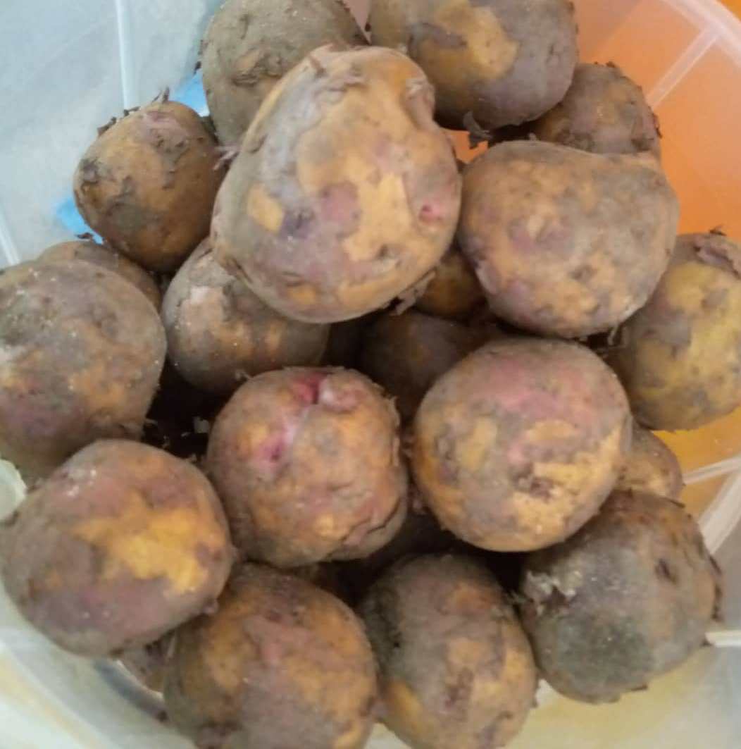 Irish potatoes (kirundo) on Yogros